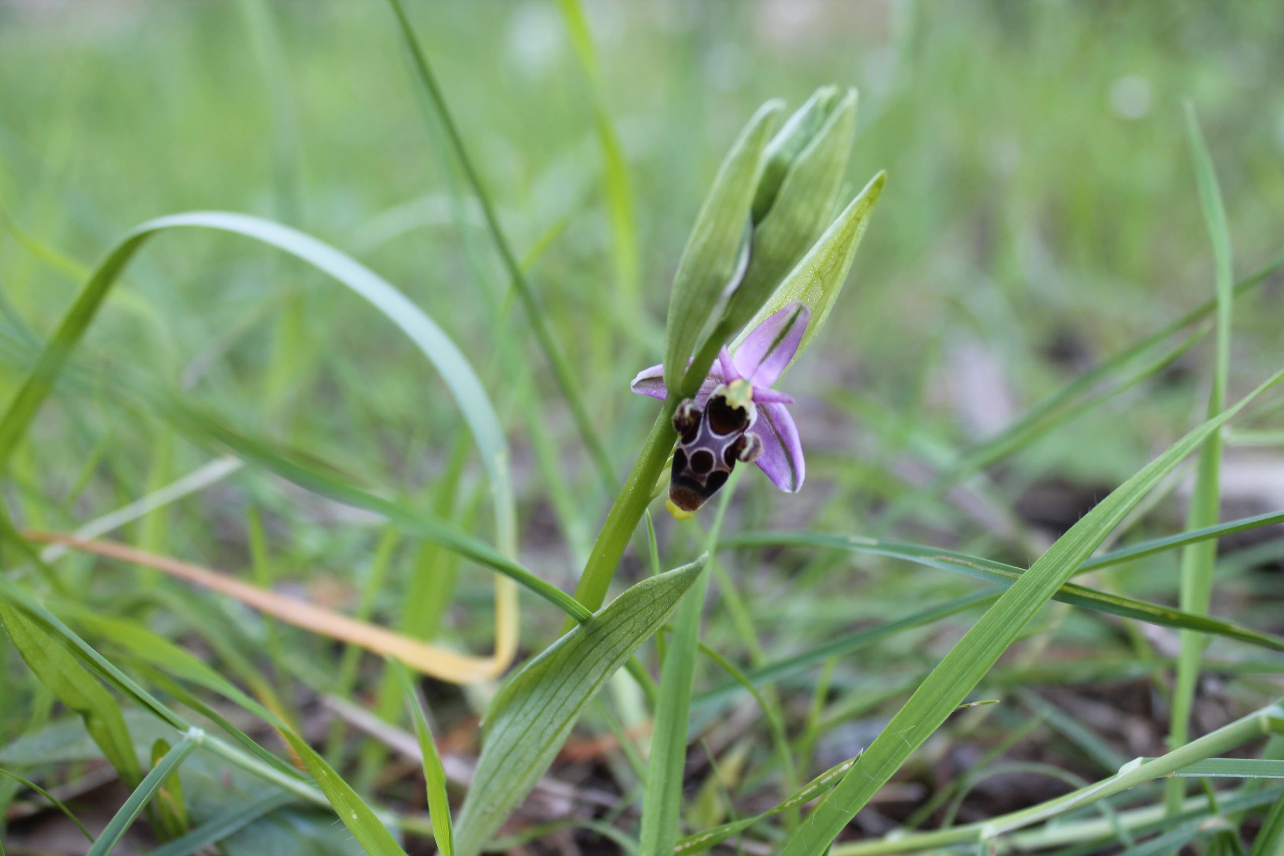 Orquídeas Alcalalí