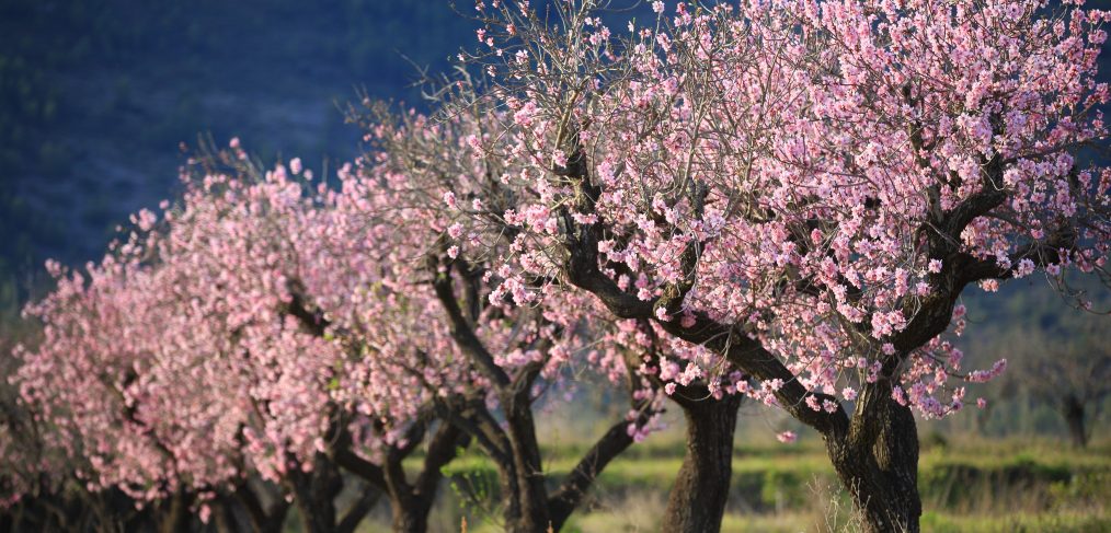 Alcalalí en Flor