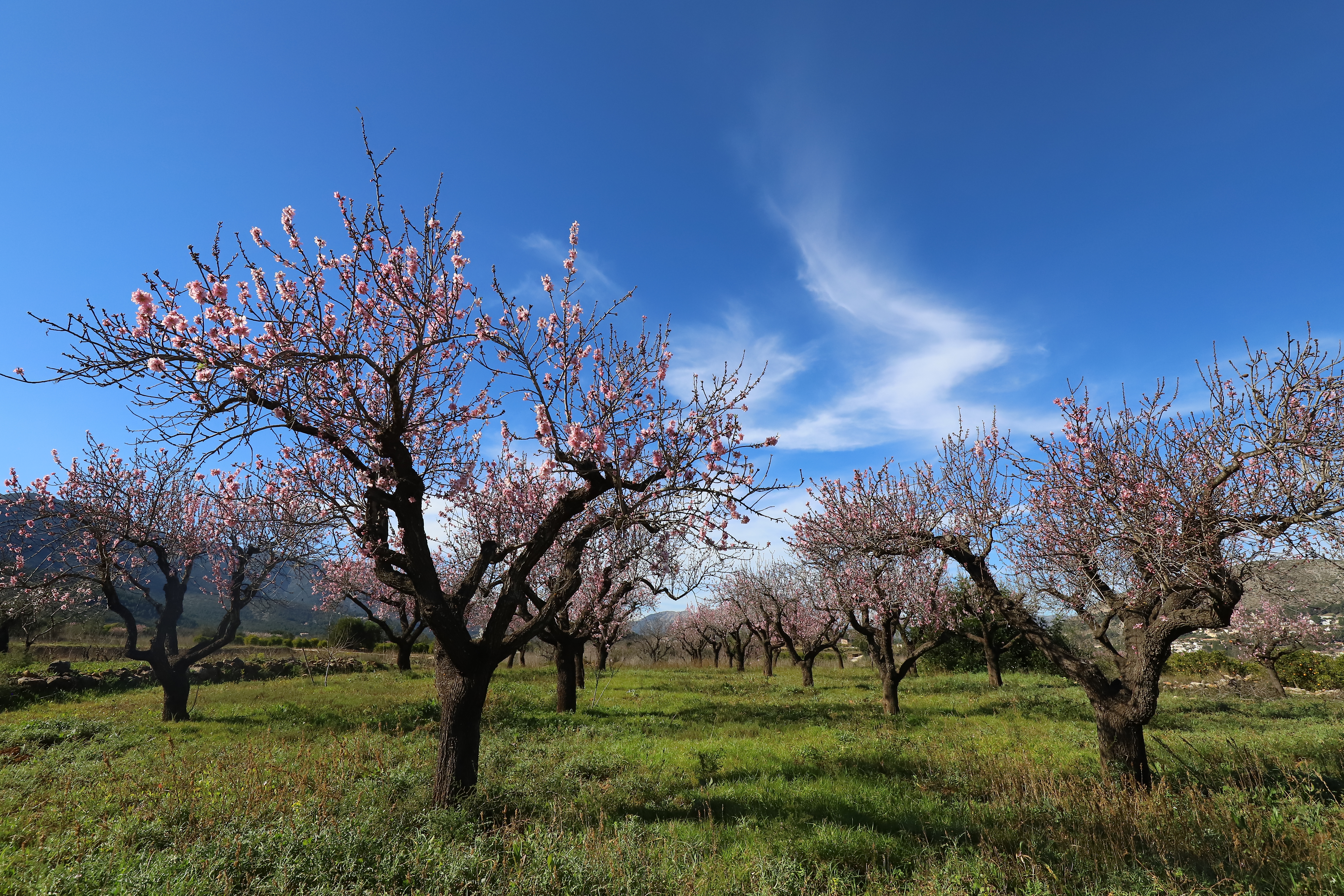 V MARATÓN FOTOGRÁFICA #ALCALALÍENFLOR – TEMÁTICA: LIBRE