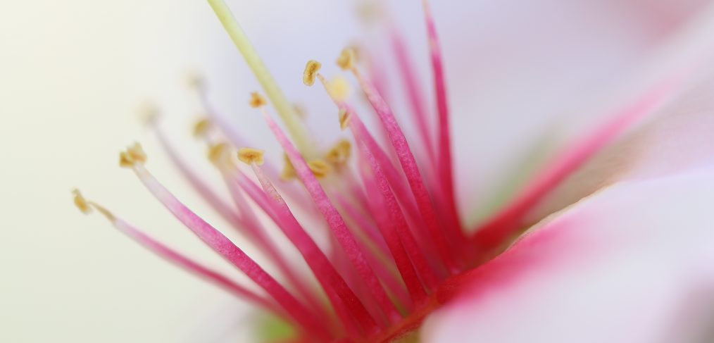 V MARATÓN FOTOGRÁFICA #ALCALALÍENFLOR - TEMÁTICA: ALMENDROS EN FLOR