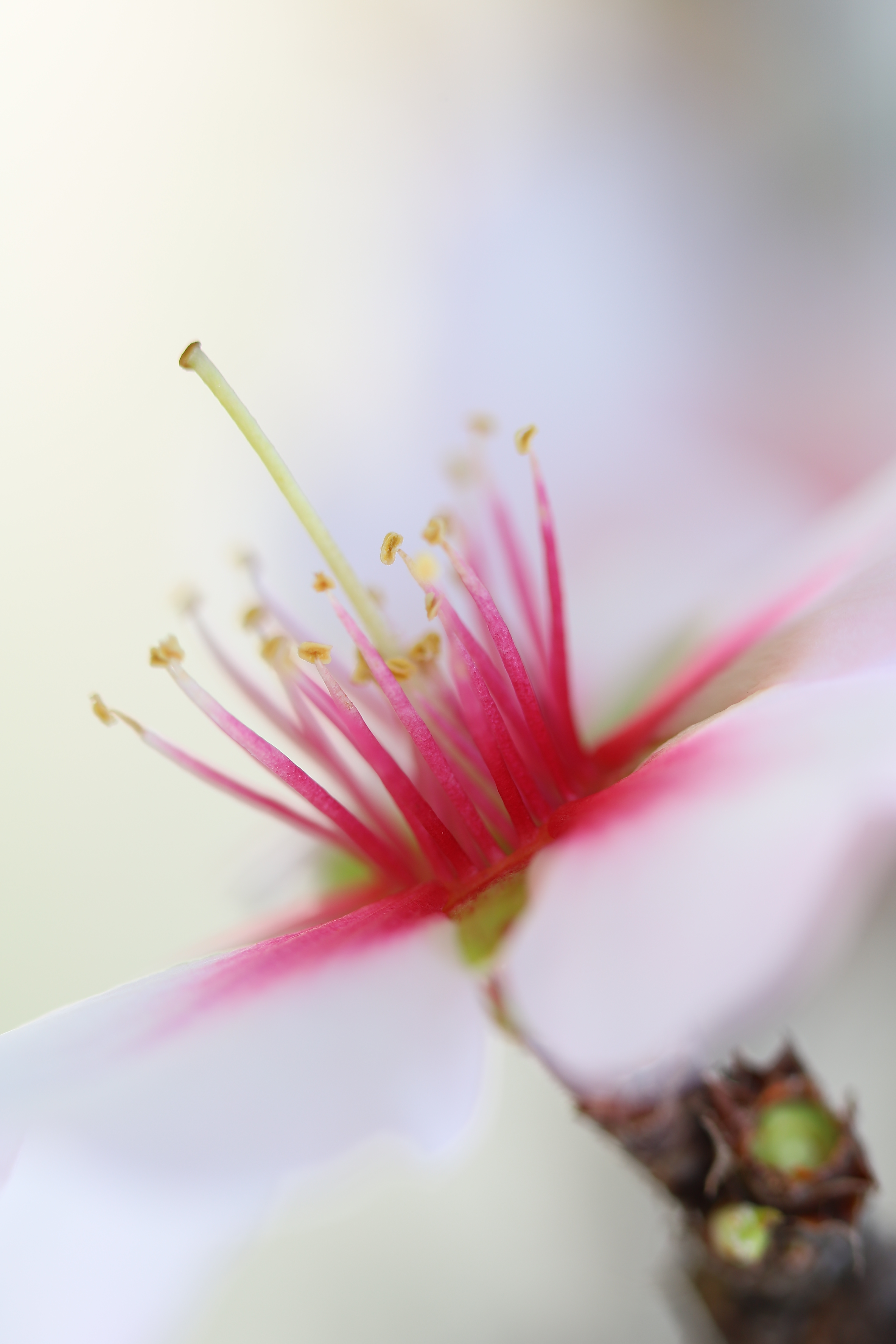 V MARATÓN FOTOGRÁFICA #ALCALALÍENFLOR – TEMÁTICA: ALMENDROS EN FLOR