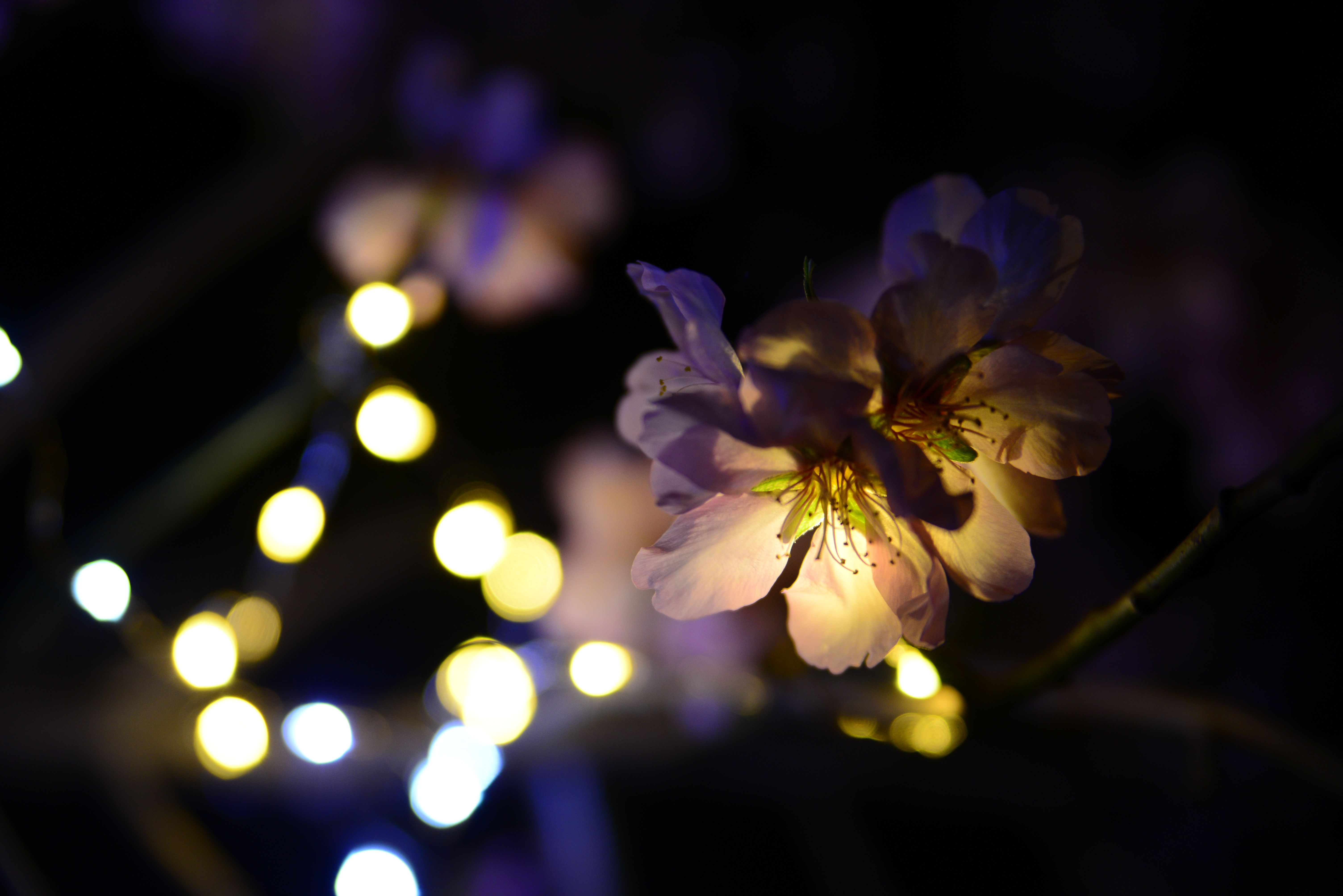 V MARATÓN FOTOGRÁFICA #ALCALALÍENFLOR – TEMÁTICA: ALMENDROS EN FLOR