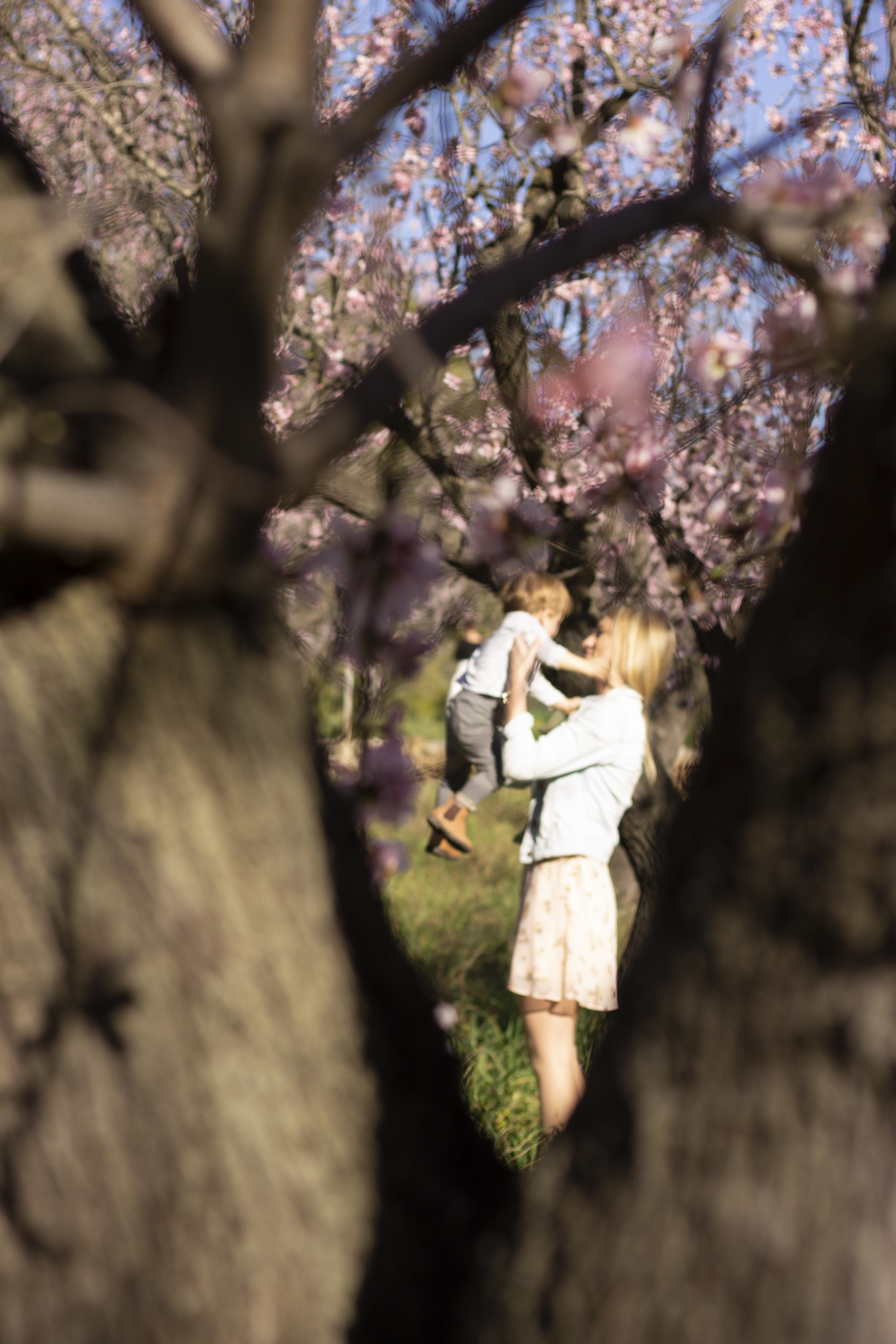 V MARATÓN FOTOGRÁFICA #ALCALALÍENFLOR – TEMÁTICA: ALMENDROS EN FLOR