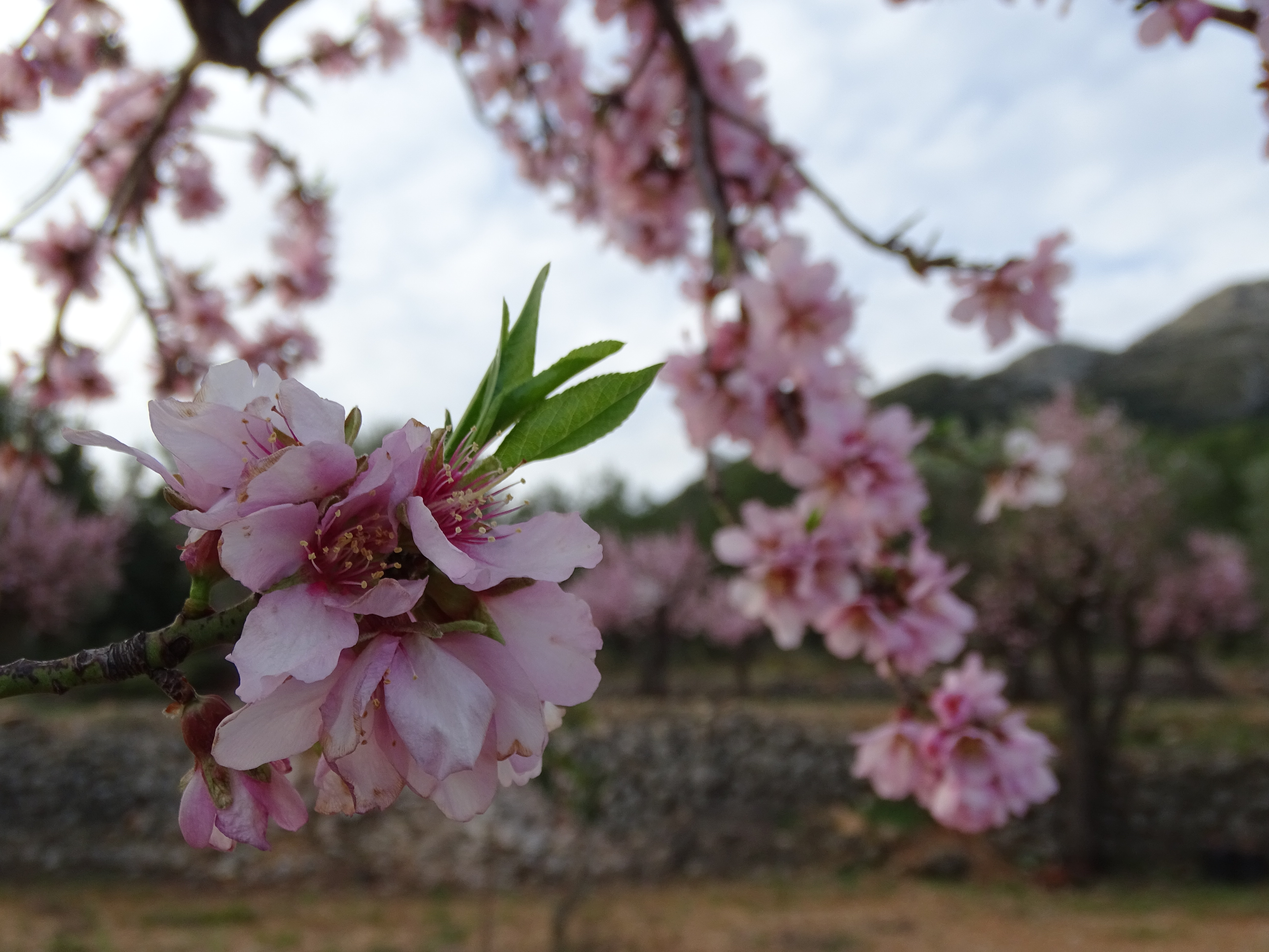 V MARATÓN FOTOGRÁFICA #ALCALALÍENFLOR – TEMÁTICA: ALMENDROS EN FLOR