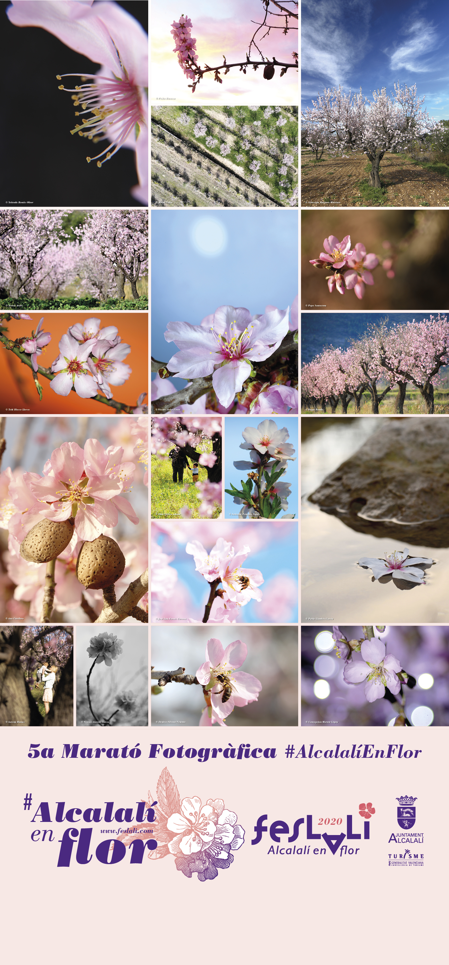 MARATÓN FOTOGRÁFICA ALCALALÍ EN FLOR – ALMENDROS EN FLOR