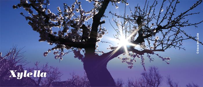 xylella-feslali