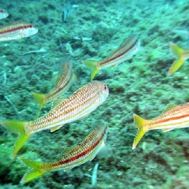 Fauna marina, Javea